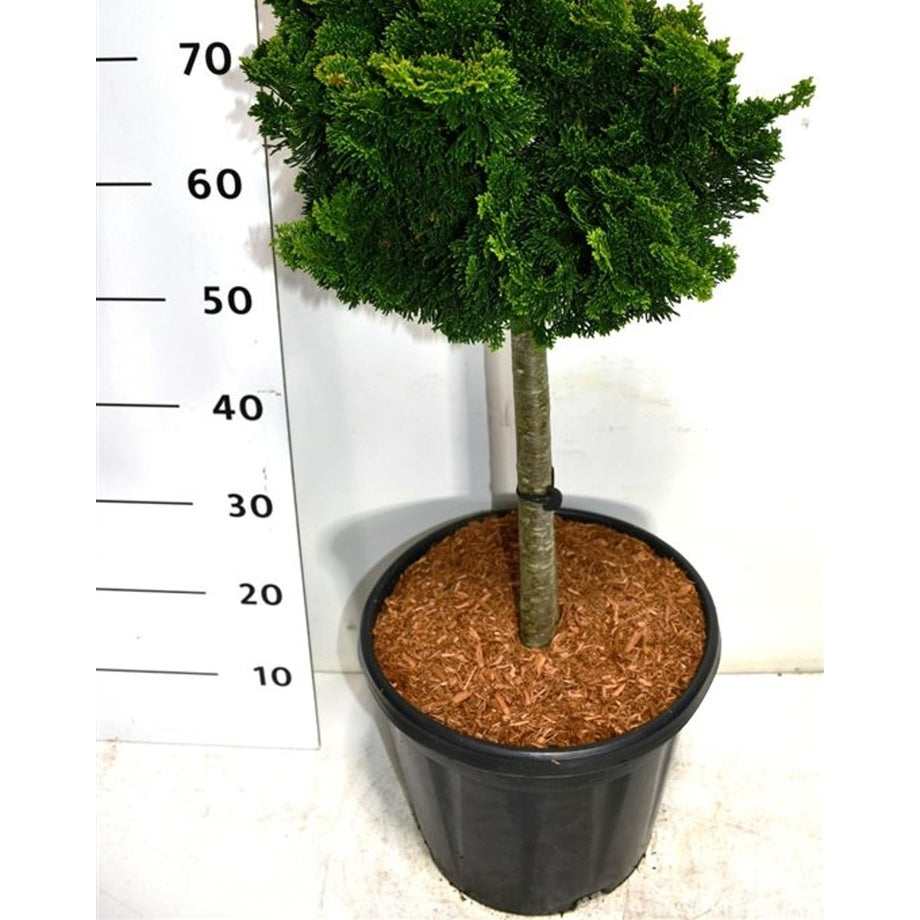 Ädelcypress – Chamaecyparis obtusa 'Nana Gracilis' - C13 40 cm. Stam